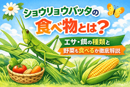ショウリョウバッタの食べ物とは？エサ・餌の種類と野菜も食べるか徹底解説